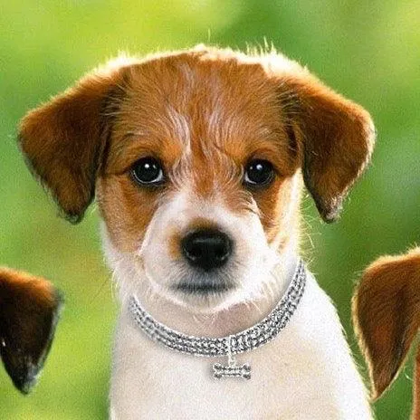Clear Crystal Dog Necklace